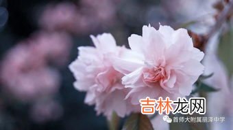 海棠花什么时候开,海棠花什么时候开花