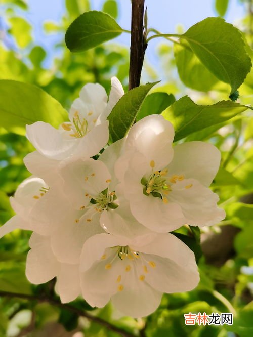 海棠花什么时候开,海棠花什么时候开花