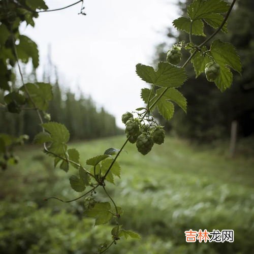 啤酒花是什么,啤酒花是什么