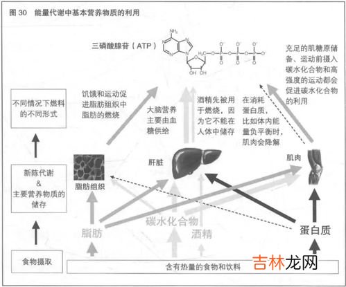 影响能量代谢的因素有,影响能量代谢的因素有哪些