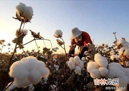 新疆棉花几月份采摘,新疆棉花机械化水平高的原因，新疆棉花什么时候开始采摘
