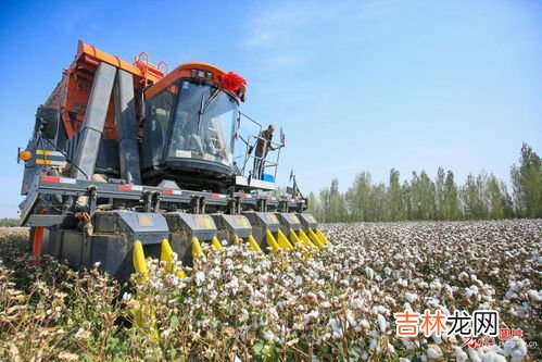 新疆棉花几月份采摘,新疆棉花机械化水平高的原因，新疆棉花什么时候开始采摘