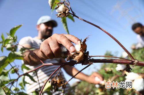 新疆棉花几月份采摘,新疆棉花机械化水平高的原因，新疆棉花什么时候开始采摘