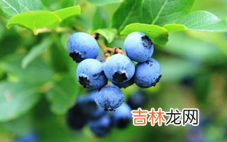 蓝莓怎么洗,蓝莓清洗的正确方法