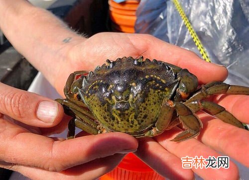 鳗女为什么要吃科学家,一部电影,科学家创造了一个半鳗半人的生物