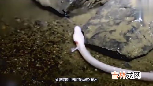 鳗女为什么要吃科学家,一部电影,科学家创造了一个半鳗半人的生物