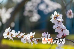 春天有哪些花开,春天有什么花开