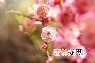 春天有哪些花开,春天有什么花开