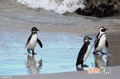 企鹅生活在哪个极,企鹅生活在哪个极