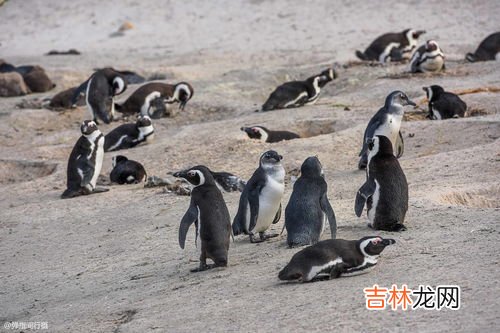 企鹅生活在哪个极,企鹅生活在哪个极