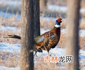 飞蛾飞到锅里东西还能吃吗,炖汤时，飞蛾掉汤里了，汤还能喝吗？有毒吗？