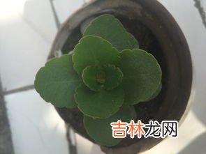 茎的类型,植物的茎有哪些类型？