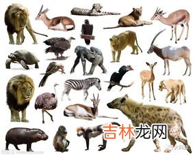 人类利用动物特点创造了什么,人类根据动物的哪些特征发明了哪些事物?