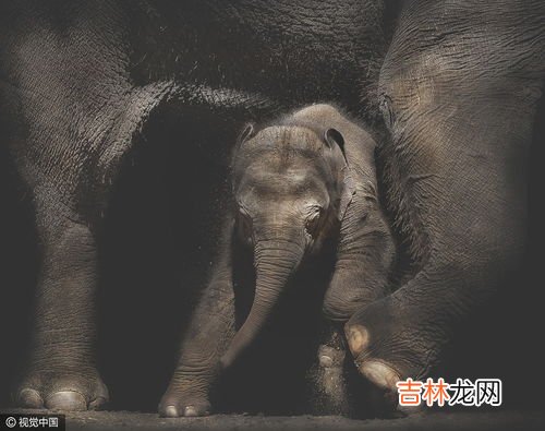 人类利用动物特点创造了什么,人类根据动物的哪些特征发明了哪些事物?