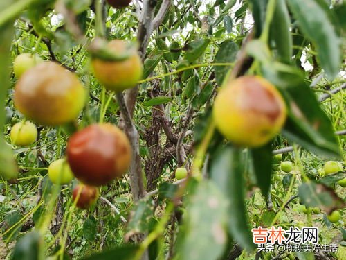 冬枣季节,冬枣什么时候成熟季节