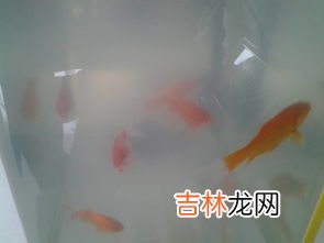 为什么鱼缸养的鱼总死,鱼缸养的鱼接连死亡是什么原因，频繁死鱼怎么办