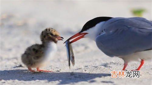 鸟妈妈为什么吃小鸟的粪便,为什么鸟妈妈吃小鸟的大便