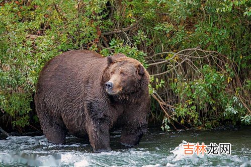 熊冬眠吗,北极熊会冬眠吗