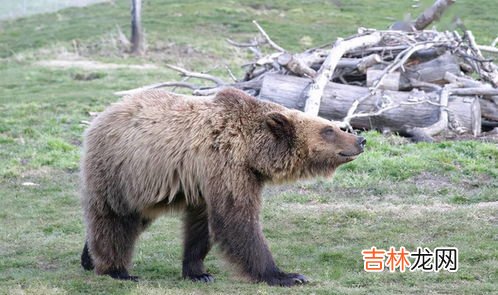 熊冬眠吗,北极熊会冬眠吗