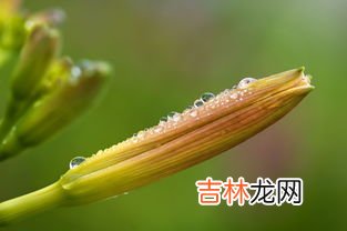 黄花菜和香蕉花的区别,红花菜和黄花菜的区别在哪里