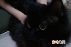 家里为什么不能养双猫,不能养两只猫有什么忌讳,千万不要养两只猫