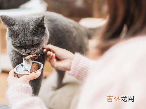 家里为什么不能养双猫,不能养两只猫有什么忌讳,千万不要养两只猫