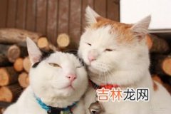 什么动物猜拳永远不会有输赢,什么动物猜拳永远不会有输赢？从生肖里选！说出为什么是它！