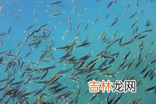 青海湖有鱼吗,青海湖鱼类有哪些？