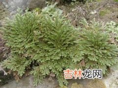 卷柏是什么植物,卷柏是蕨类植物吗