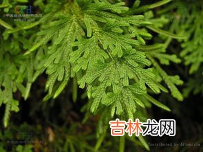 卷柏是什么植物,卷柏是蕨类植物吗