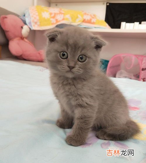 蓝猫折耳为什么不好,折耳蓝猫为什么不能养？你真的了解其中的原因吗？