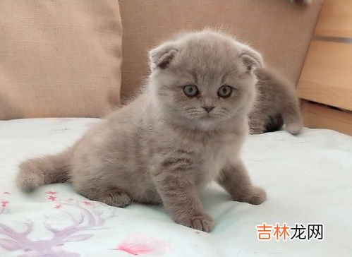 蓝猫折耳为什么不好,折耳蓝猫为什么不能养？你真的了解其中的原因吗？