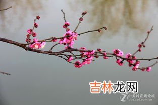 梅花香自苦寒来的上一句,诗句梅花香自苦寒来的上一句是什么