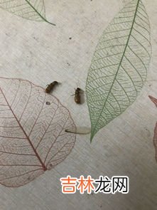 绿豆虫怎么消灭,绿豆生虫子怎么办