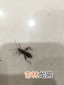 绿豆虫怎么消灭,绿豆生虫子怎么办