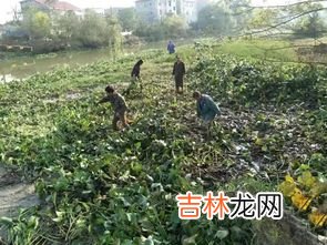 水葫芦的危害,水葫芦的危害及治理措施，能不能和鱼一起养