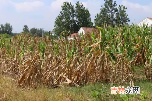 秸秆还田的好处,农业生产中提倡秸秆还田的优点是？