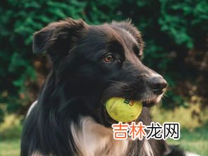 狗狗为什么呕吐,狗狗总吐是怎么回事？