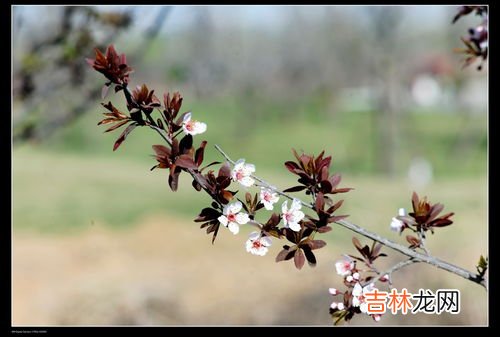 春天有什么花开,春天开的花有哪些？春天都开什么花？