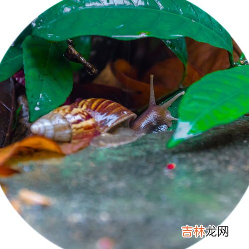 蜗牛不下雨的时候在哪里,晴天时，蜗牛在哪？