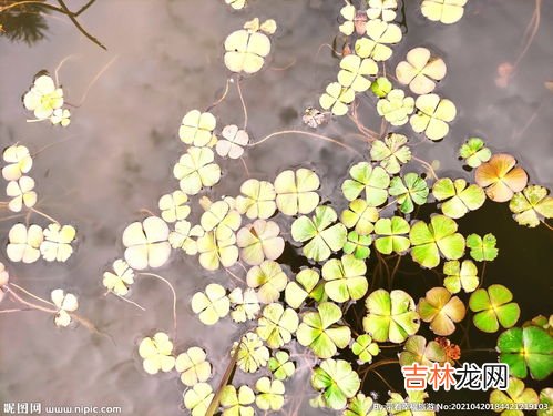 水生植物有哪些,水生植物有哪些？