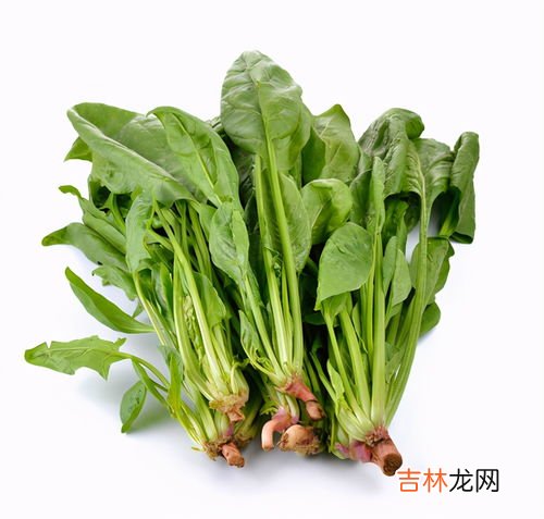 春菜是什么菜,“春菜”是什么菜?