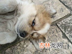 狗为什么会哭,狗哭是怎么回事