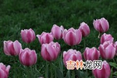 郁金香的花语,郁金香的花语是什么