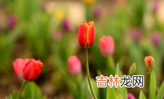 郁金香的花语,郁金香的花语是什么