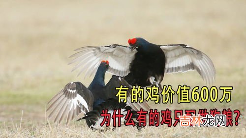 那些女的为什么要做鸡,为什么60岁的女人还要去做妓女,而且身边飘客和男性很多,到底为什么。