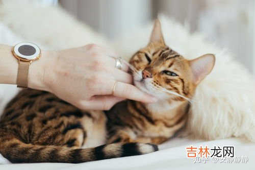 为什么猫不能喝牛奶,猫咪为什么不可以喝牛奶