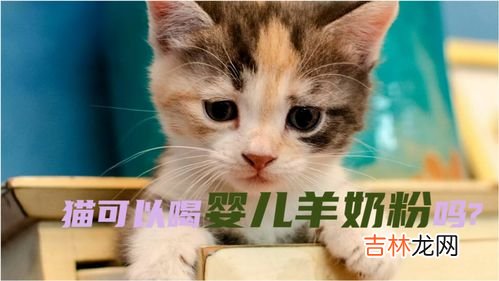 为什么猫不能喝牛奶,猫咪为什么不可以喝牛奶