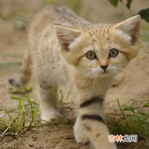 猫是沙漠动物吗,猫咪每天补充的水分必须是多少呢?猫咪缺水会有什么表现?
