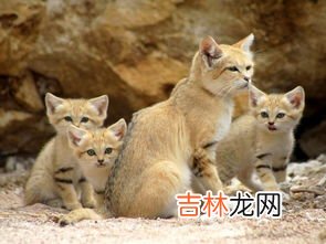 猫是沙漠动物吗,猫咪每天补充的水分必须是多少呢?猫咪缺水会有什么表现?